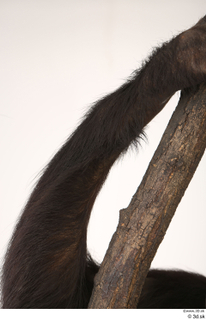 Chimpanzee Bonobo arm 0002.jpg